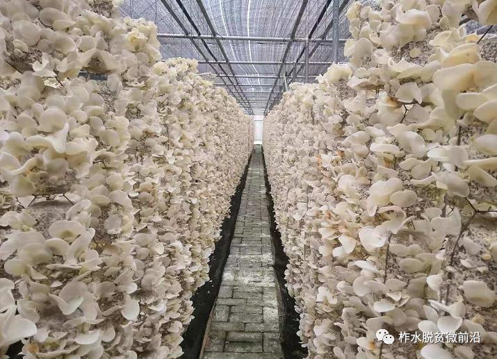 温暖万家灯火共赴小康之约,柞水脱贫攻坚