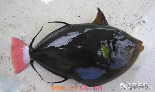 中国本土最便宜的鱼10种,哪些鱼档次又高又便宜