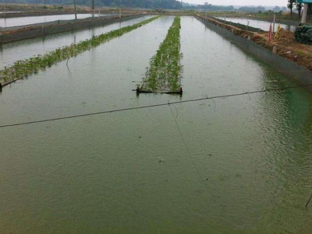 泥鳅黄鳝种苗如何人工越冬,冬天怎样让泥鳅在水里最活跃
