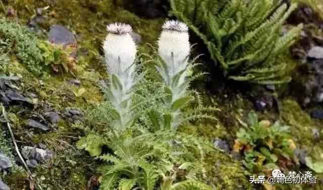 山上的雪莲花,山上雪莲的照片