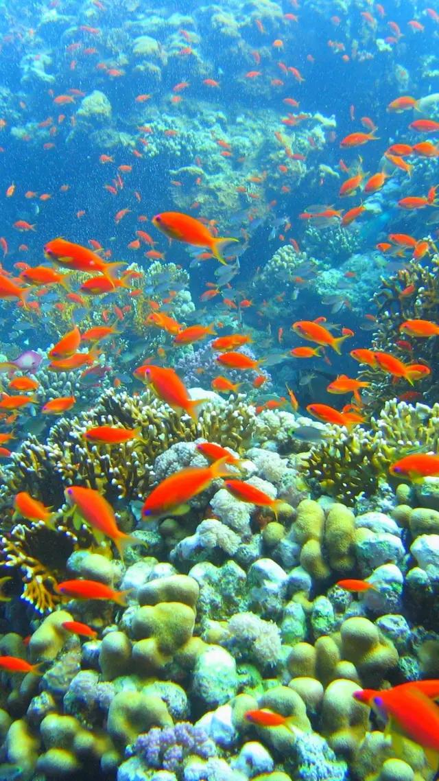 高清海底世界壁纸原生态动态,高清海底世界壁纸4k全屏无水印