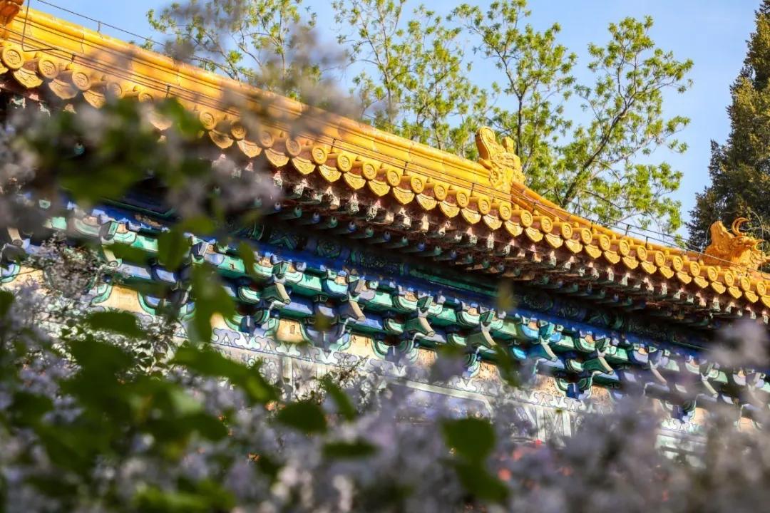 北京人少景美赏秋的公园,北京赏秋中山公园