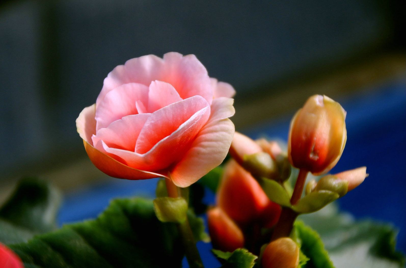 丽格海棠花谢了怎么剪掉不发黑,丽格海棠花后不发新枝怎么办