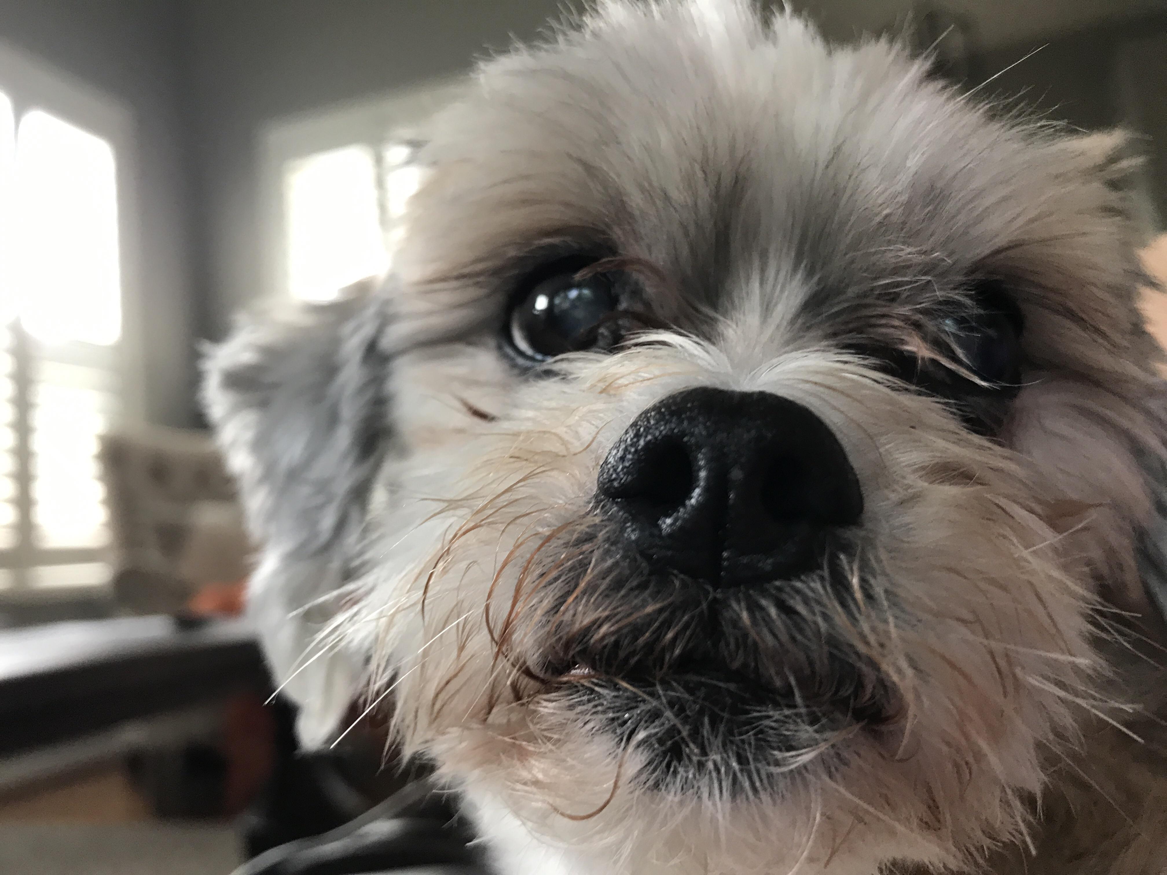 狗狗心衰呼吸特别急促还有救吗,狗狗充血性心衰