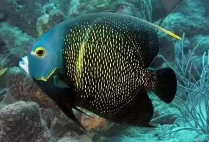 fot海水观赏鱼,fot鱼品种