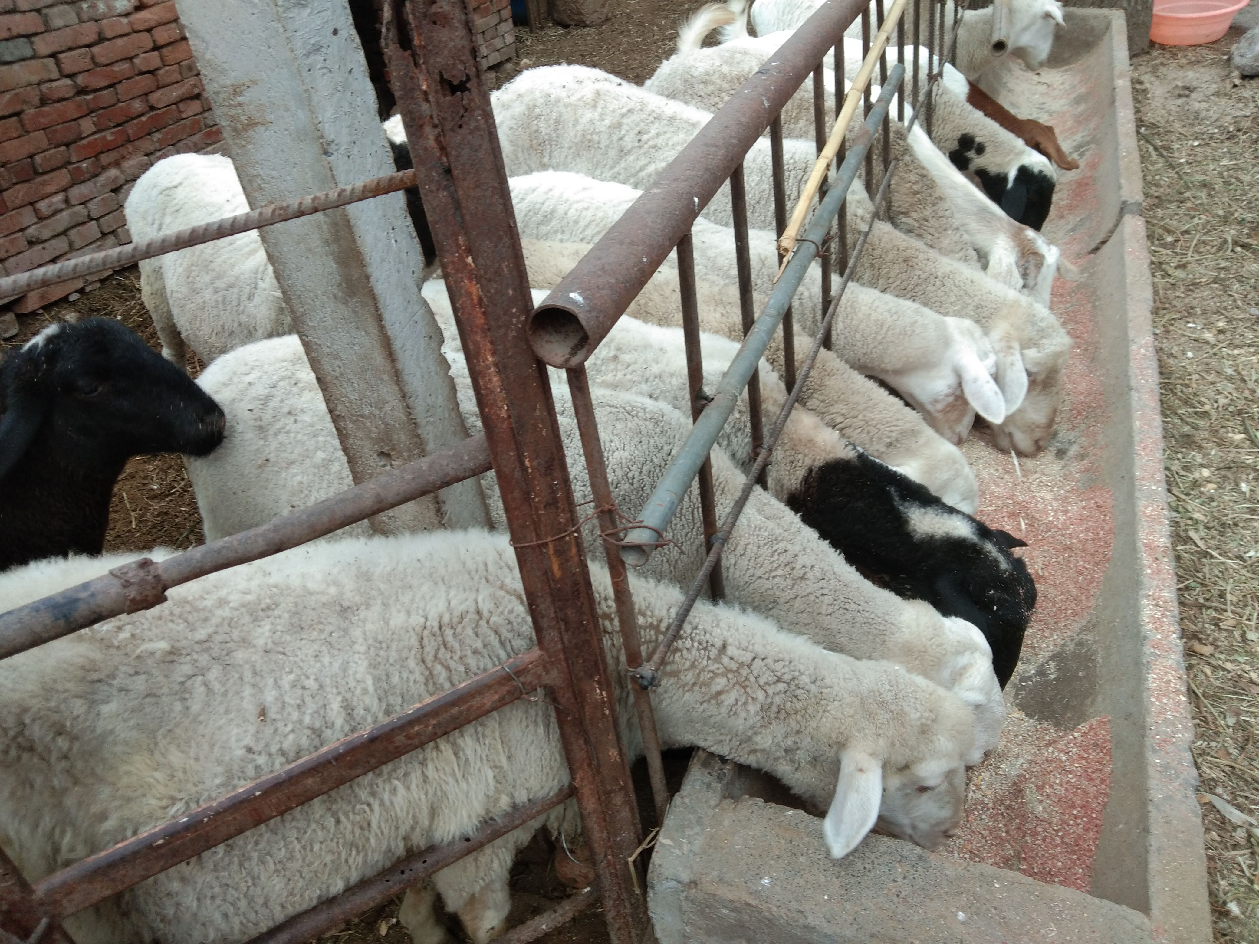 羊有布病的症状及治疗方法,羊粪识病