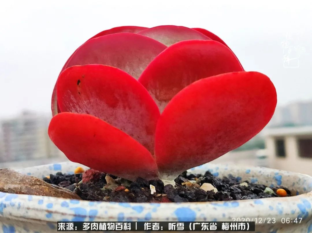 爱上多肉精致生活,爱上多肉我们的减压法宝