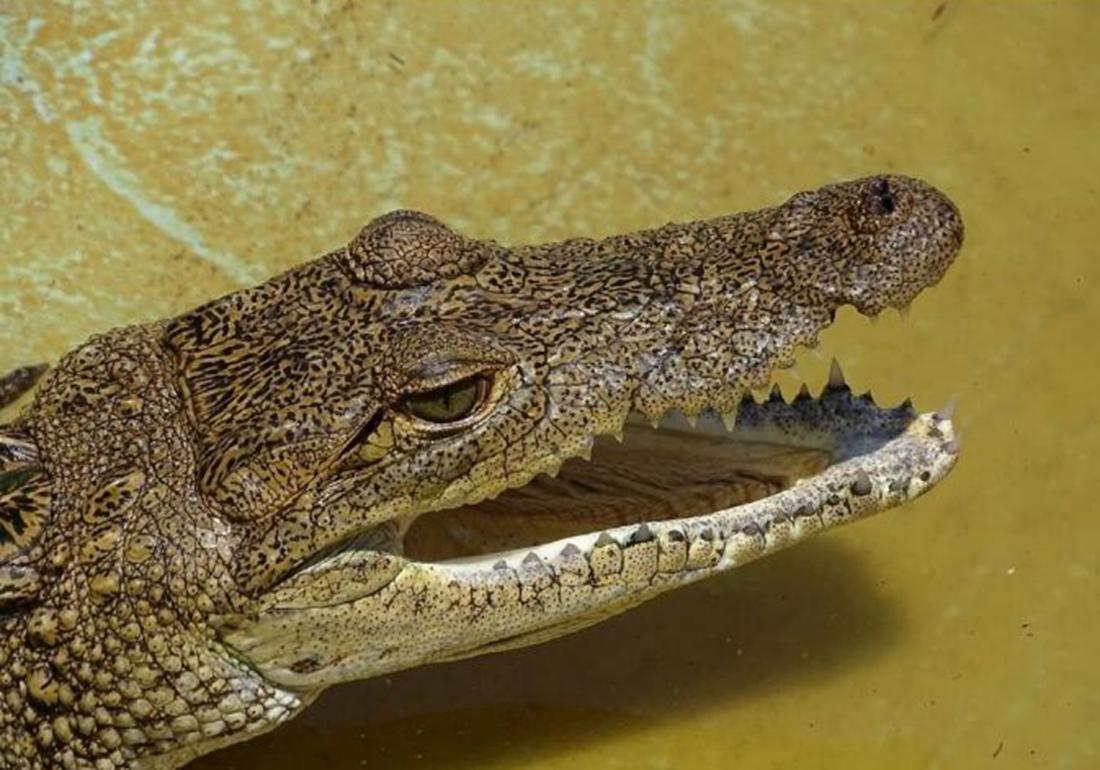 鳄类养殖之防治篇，觉得吃肉够营养了吗，那你就大错特错