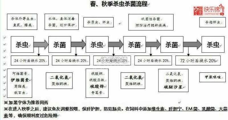 养鱼张哥最新视频,鱼缸怎么养锦鲤鱼最好