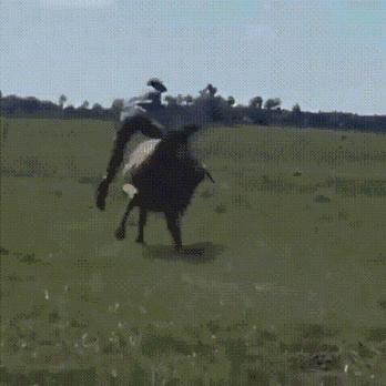 搞笑gif目光全在腿上了,爆笑gif动图我们一起出去霸气一点