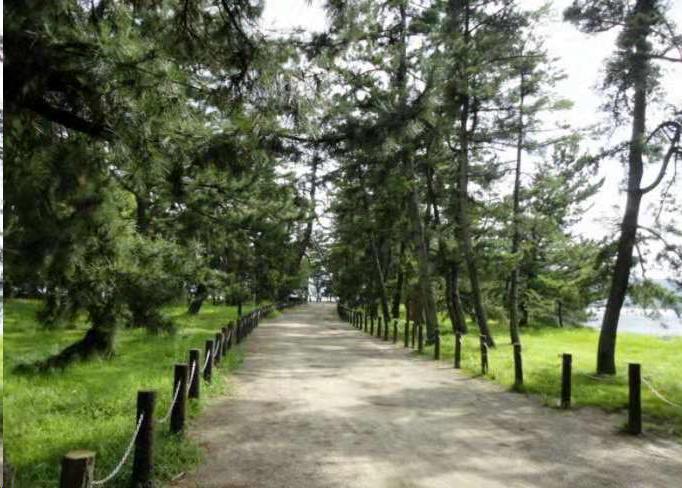 松树的魅力有多大,台湾松树和日本松树区别