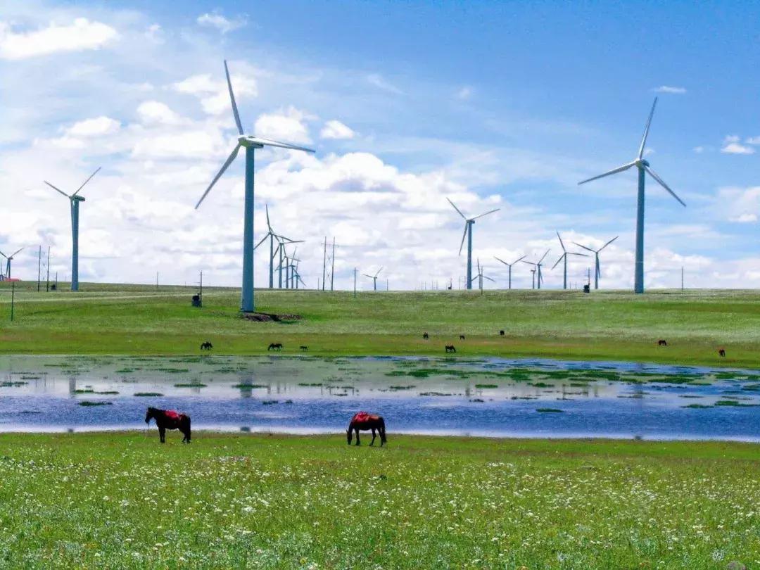 牛原本个人资料,内蒙古牛能有多大