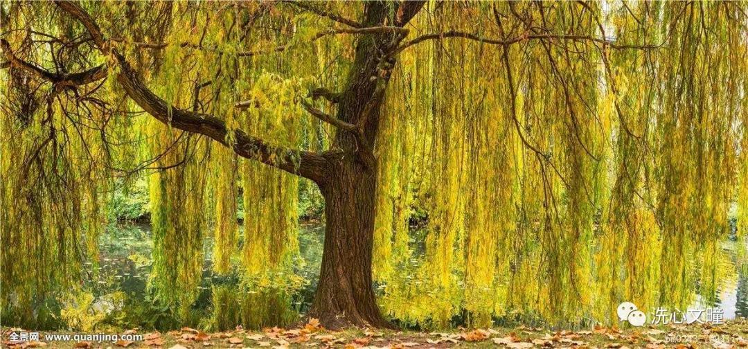 莒南县柳沟乡,莒南魏家柳沟