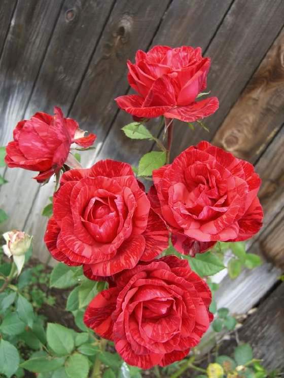 20种必买月季品种图片,网购月季有哪些品种好活