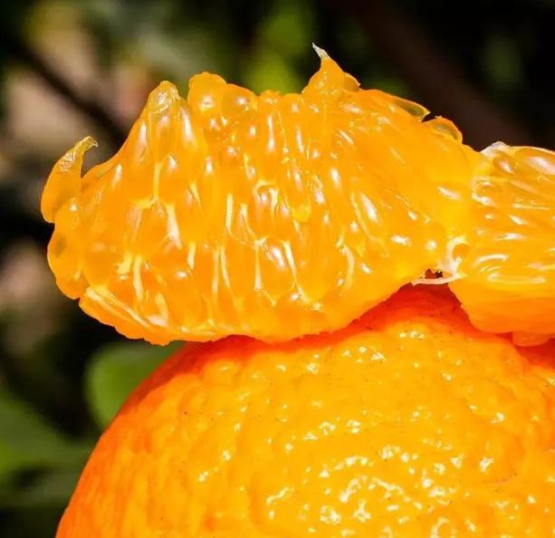 最新最有前景的柑橘新品种,真正有前景的柑橘新品种有哪些