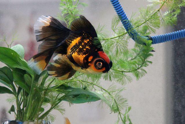 金鱼为什么养着养着就变了颜色,金鱼怎么养才能越来越红