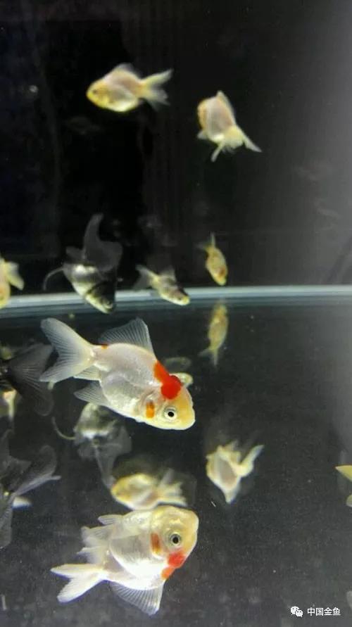 我向媳妇保证，最后一个缸