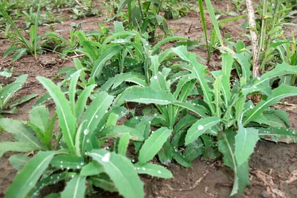 如火如荼中的荼是什么意思,成语如火如荼出自哪部经典