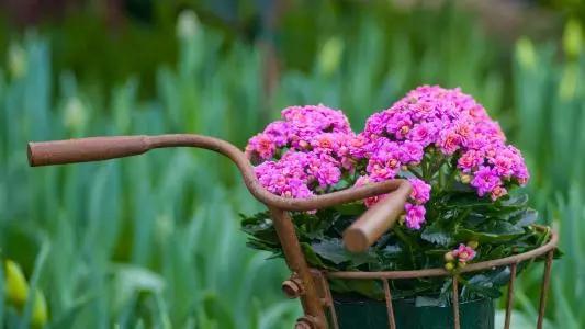 送给喜欢种花的人什么礼物,想养花却把花养死