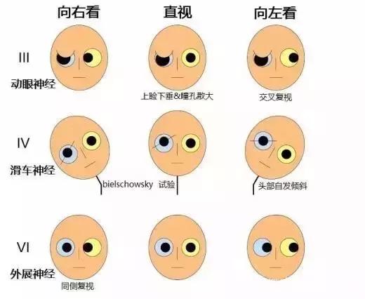 面神经分布图片大全,怎么记住面神经分布