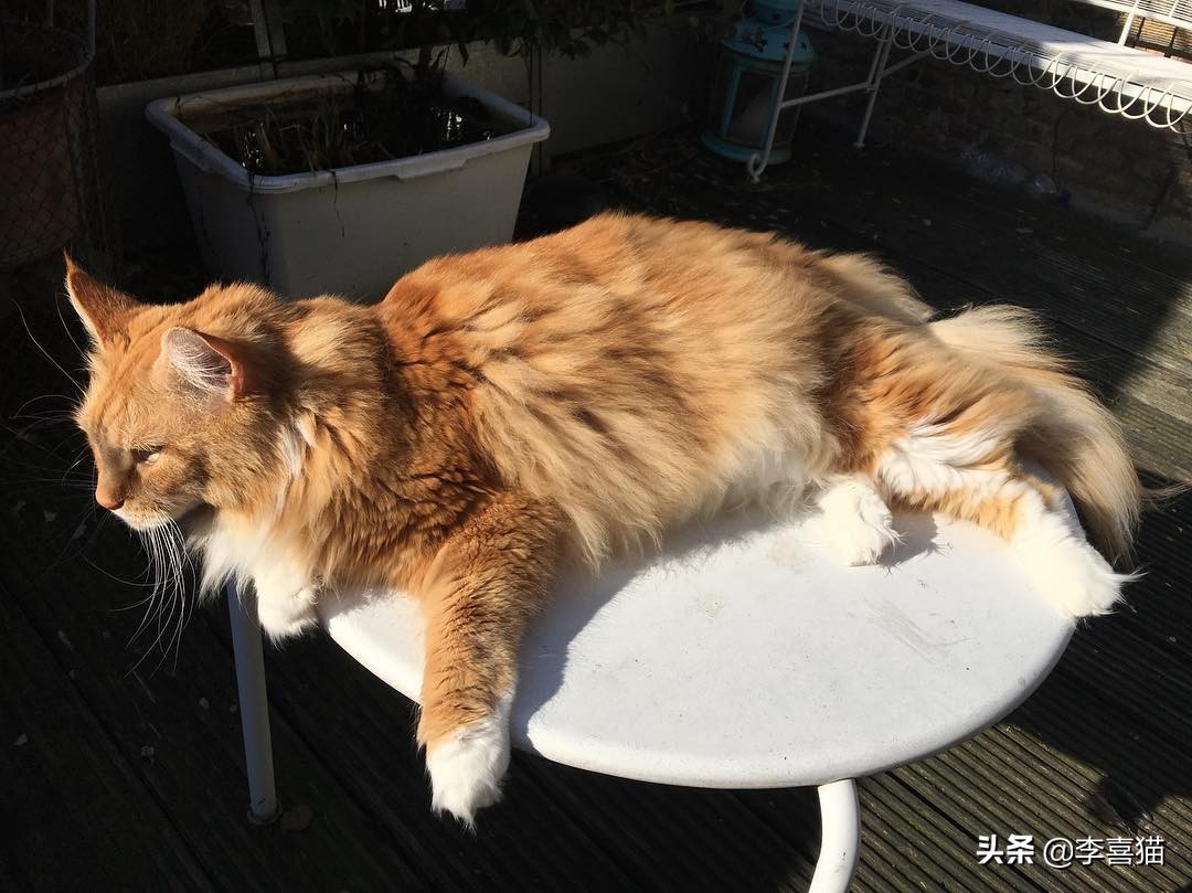 猫咪什么动作容易被铲屎官误会,猫咪故意把东西推下桌子