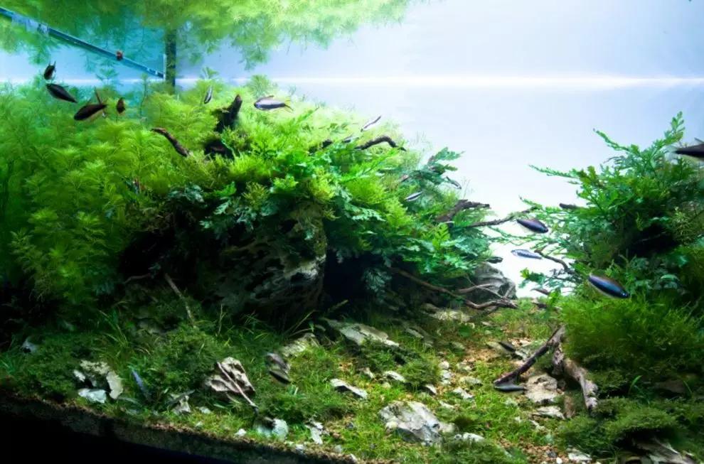 三角形构图水族造景,水族造景构图黄金比例