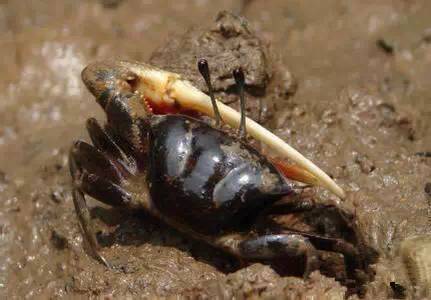 史上最全面的海鲜大咖,史上最全海鲜视频