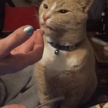 最坑狗狗的药品,宠物猫常用药大全