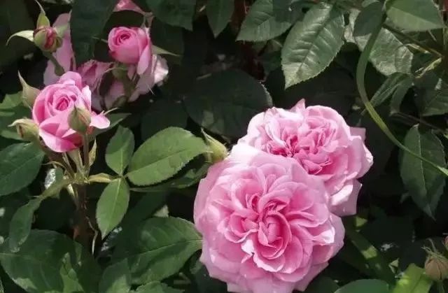 一万年一次的2020520;一起认识100种玫瑰~别送错啊