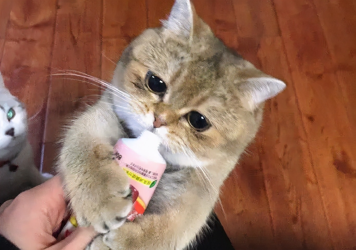 这个冬天猫咪该怎么过呀,冬天猫咪如何过冬