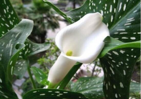 马蹄莲品种及图片欣赏大全,马蹄莲的品种及名称图片大全