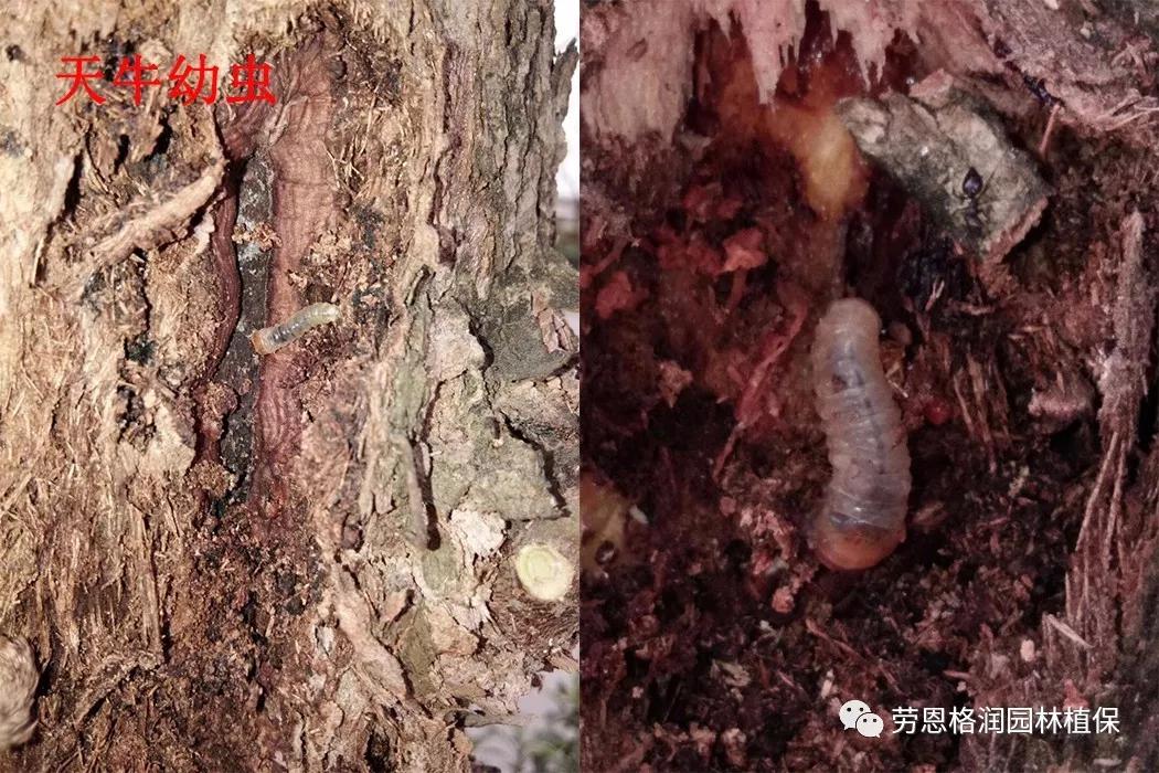 各类植物害虫的防治方法,园林蛀干害虫防治方法