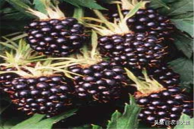 澶ф绉嶆榛戣帗鏋滄爲,澶ф榛戣帗