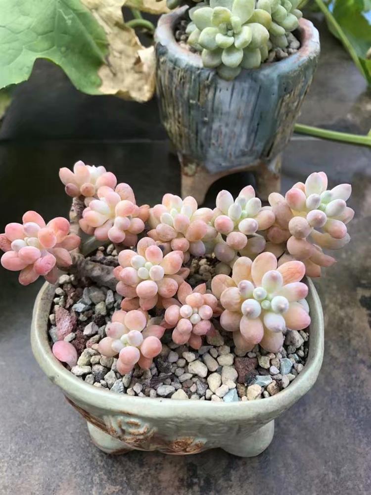 放寒假宿舍植物,暑假放假宿舍多肉怎么办