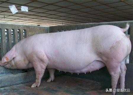 母猪身上脱皮是怎么回事,怀孕母猪身上起皮有裂纹怎样治