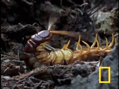 在南方大蜈蚣面前,南方大蟑螂简直不堪一提