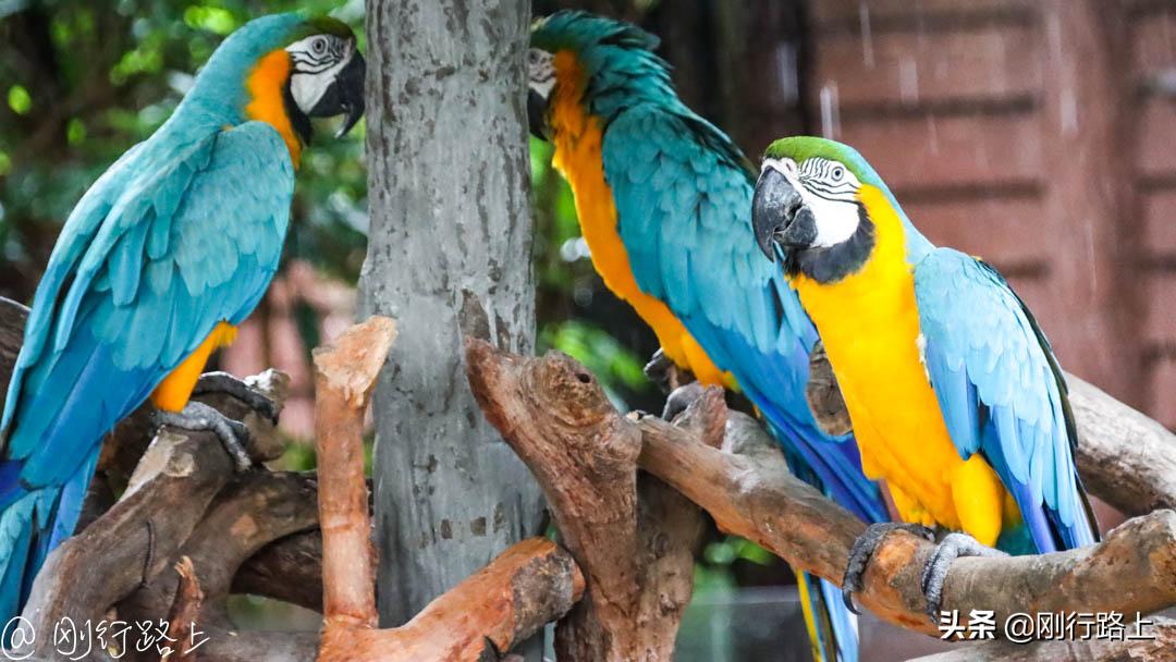 上海野生动物园攻略，一个适合亲子游玩的地方