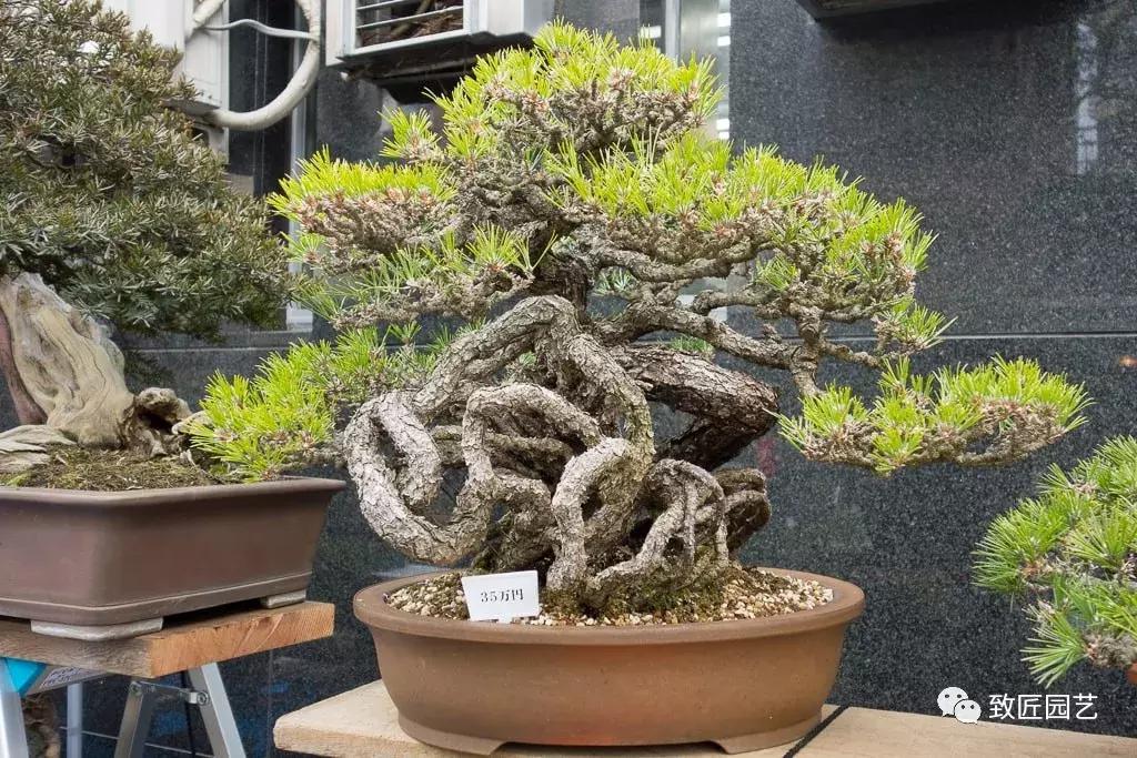 提根盆景造型大全大图,漂亮的提根盆景图片