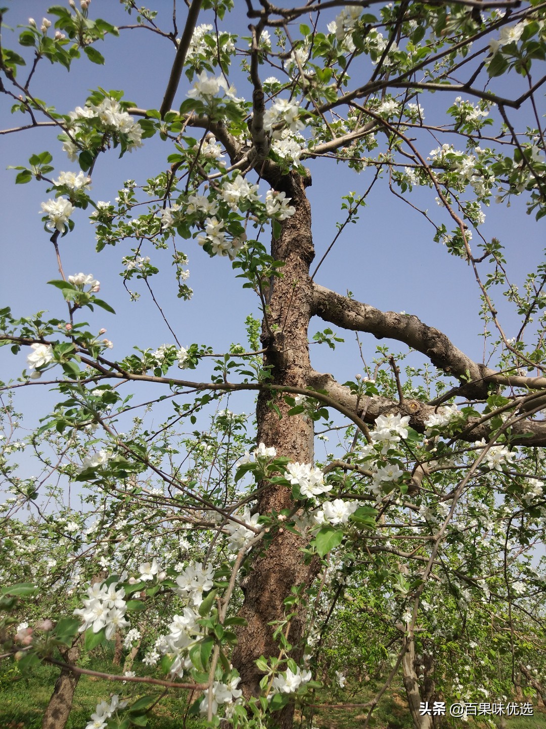 关于苹果的一些资料,关于苹果的问题