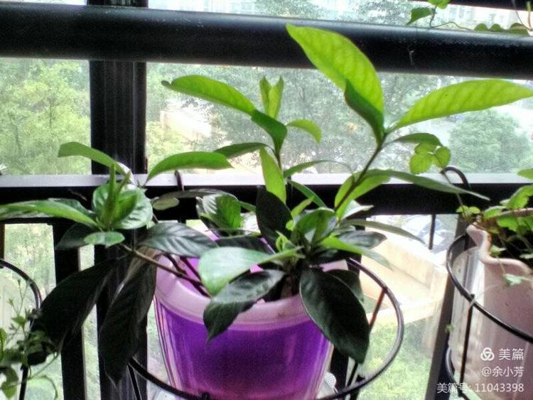 栀子花开歌曲歌词,栀子花开歌曲完整版