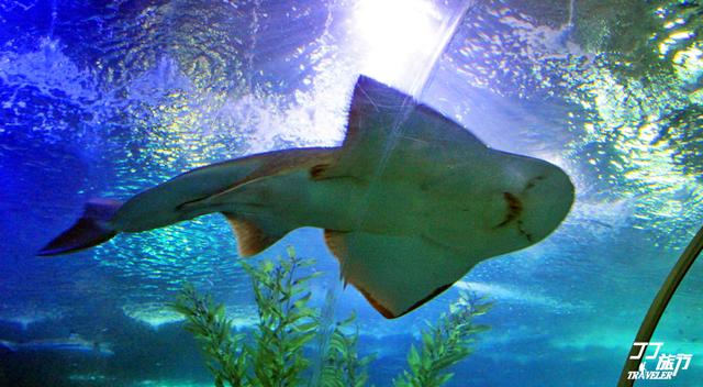 青岛是一座关于海的城市，被誉为“东方瑞士”的它最受韩国人喜欢