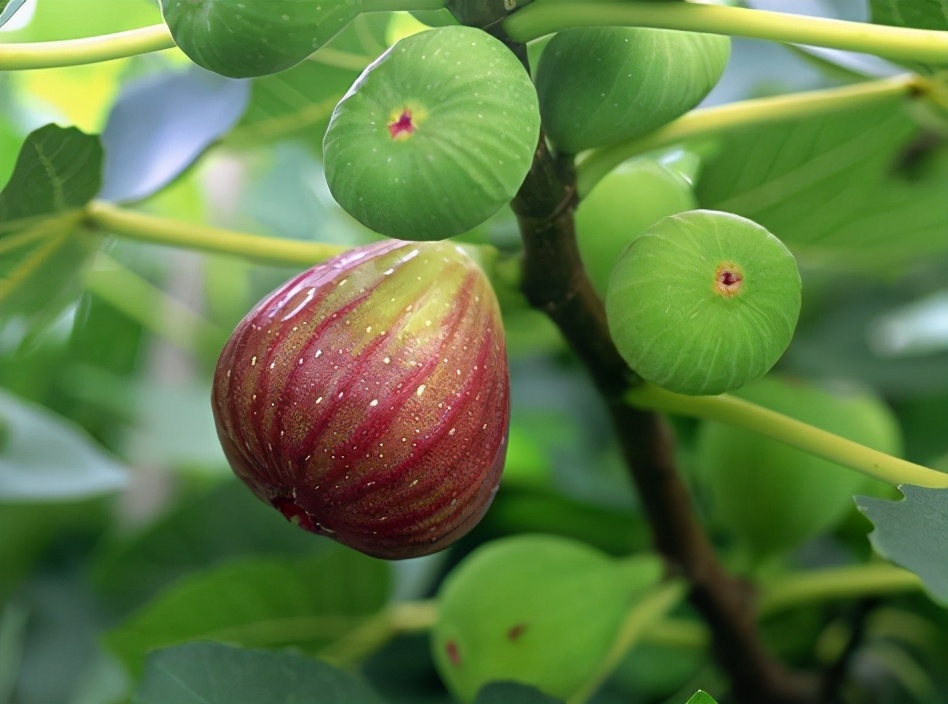 家门口种什么果树很快结果,庭院种什么果树一年四季有吃的