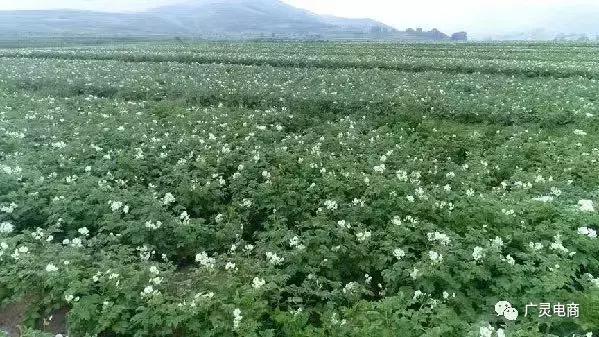电商扶贫进大山,电商走进农村