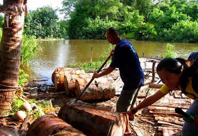 世界上淀粉最高的树,砍上一棵半年不用买米,最适合吃软饭的人