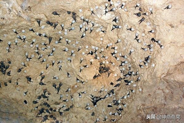 坤燕燕窝：如何鉴别正规进口燕窝？