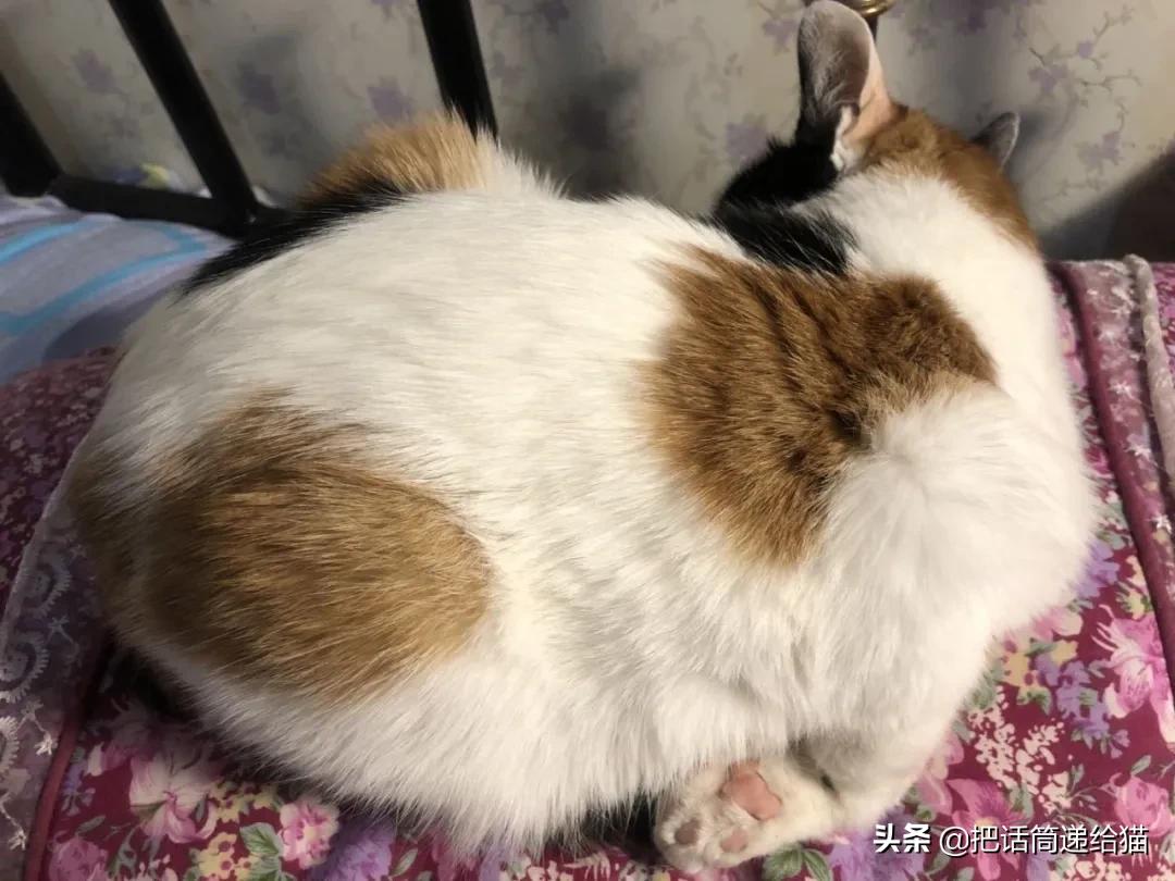 求助！我的猫以为自己是我妈怎么办？