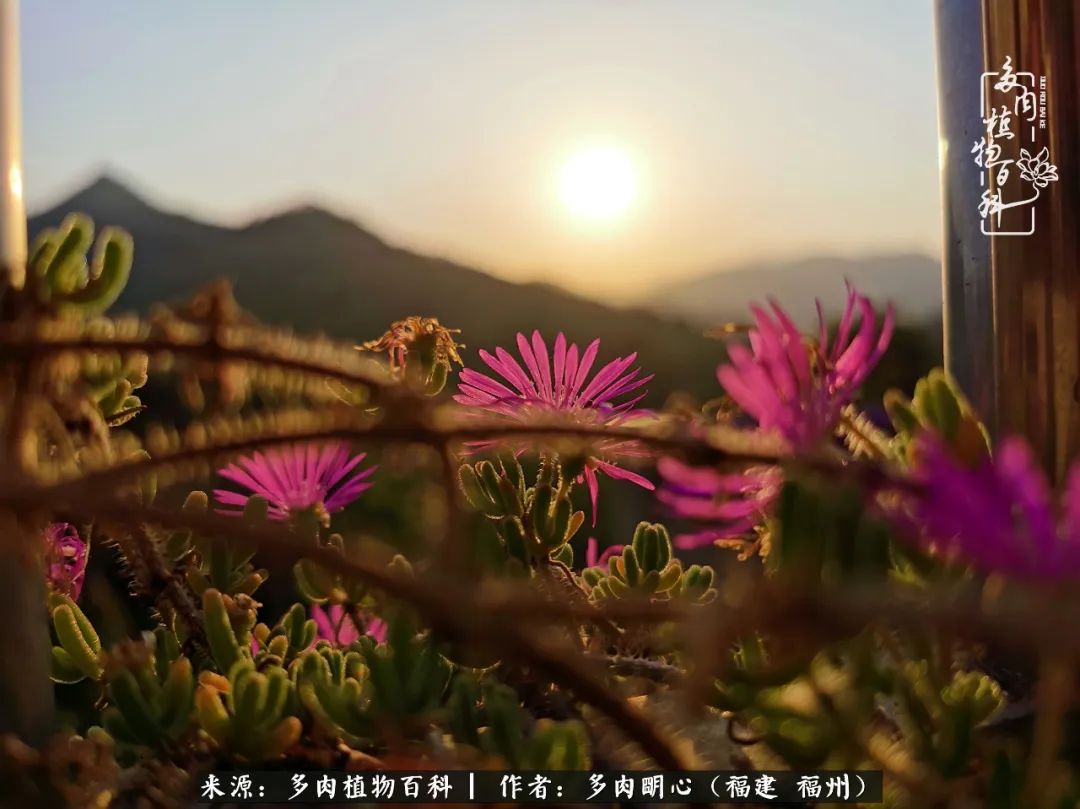 唯美雅致意境飘逸的多肉,蝶舞悠然多肉视频