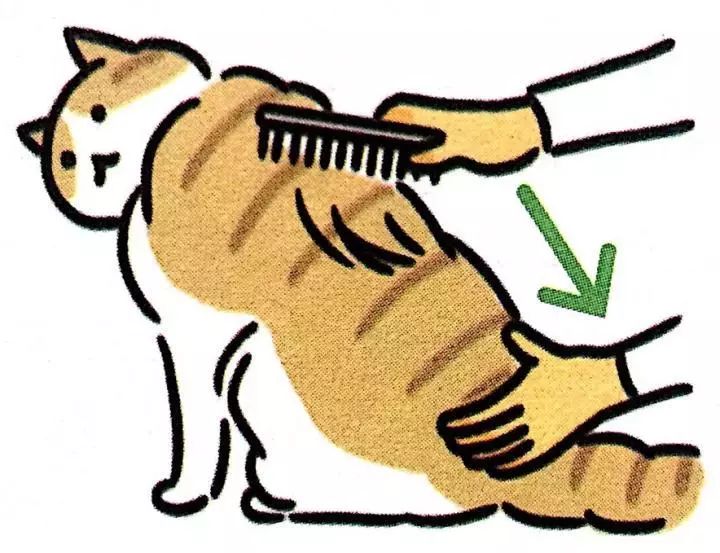 给猫梳毛能防止掉毛吗,给猫梳毛为什么猫会舒服