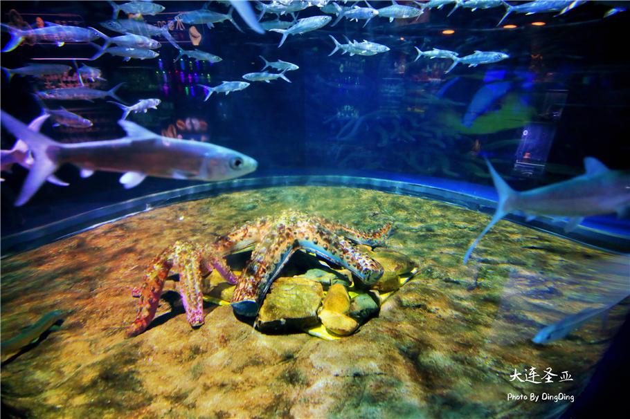 北方明珠活力四射的浪漫之都大连，国内最具特色的海洋世界圣亚