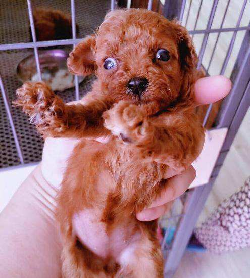 贵宾犬驱完虫需要注意什么,贵宾犬驱虫最佳方法